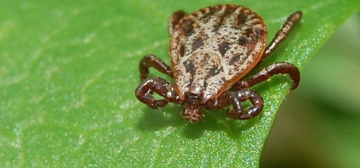 Czy Higromycyna A jest dostępna dla pacjentów?