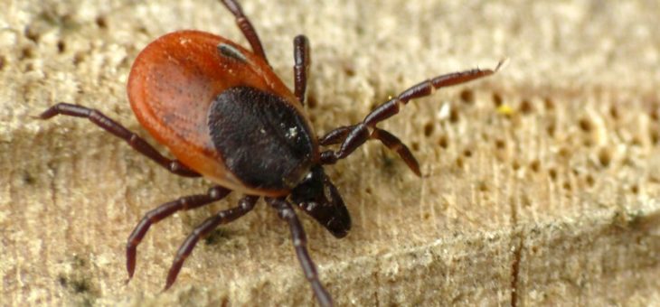 Jak działa Higromycyna A?