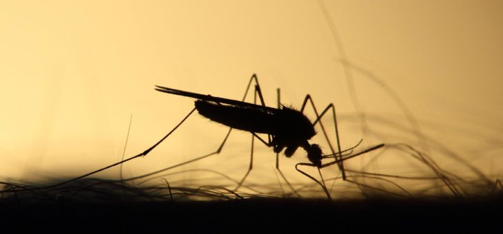 Czy Europejskie komary mogą przenosić boreliozę?
