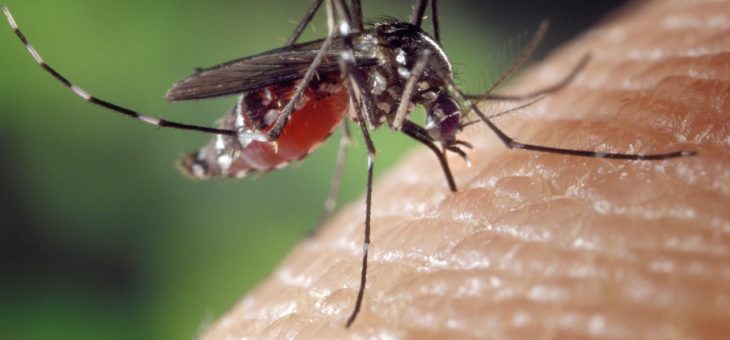 Czy komary mogą przenosić boreliozę?