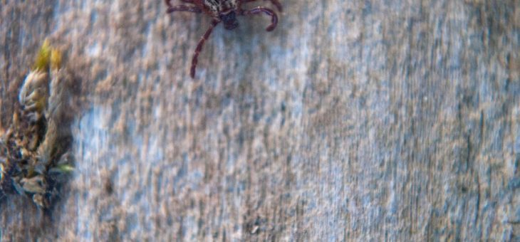 Kleszcze i borelioza w USA