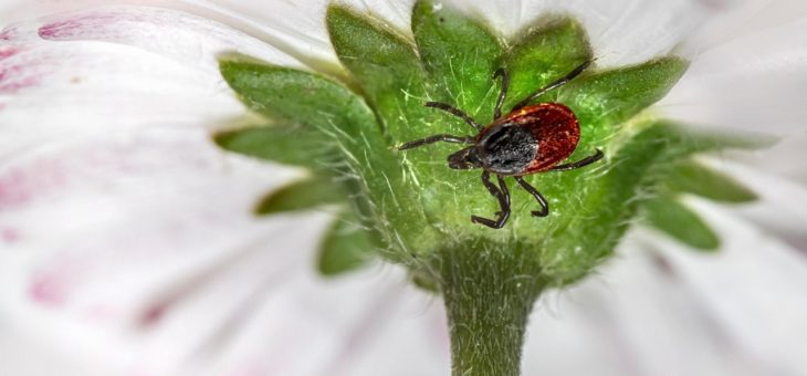 Borelioza w Polsce vs USA – inne bakterie, inne objawy!