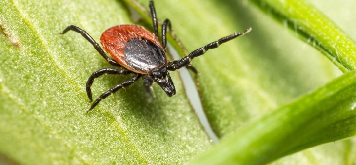 Borelioza a próby wątrobowe – co może zaniepokoić?