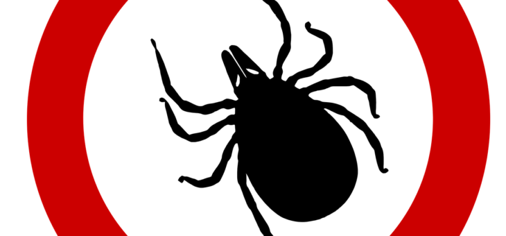 Jak bakterie boreliozy i anaplazmozy “kradną” cholesterol od kleszcza — nowe odkrycie naukowe z 2025 r.