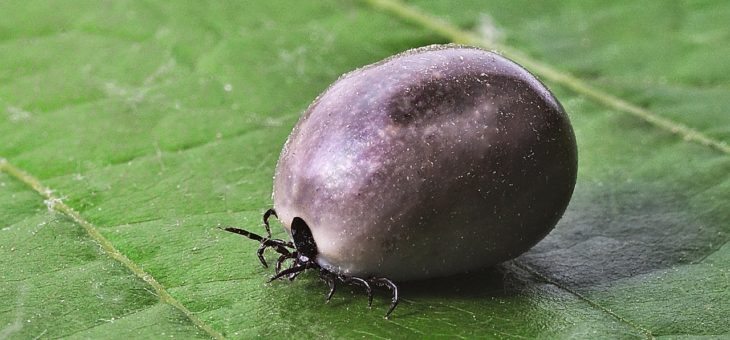 Kleszcz oddycha dziurkami pod brzuchem