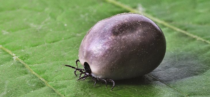 Bartonelloza – mało znana choroba od kleszczy