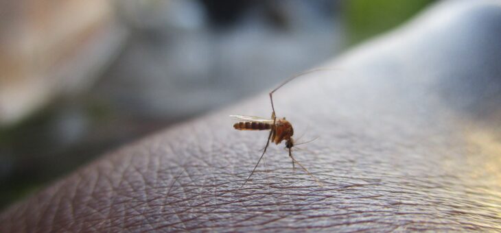 Babeszjoza to nie malaria, ale… są podobne!