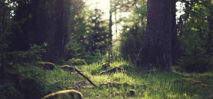 Babeszjoza może być bezobjawowa